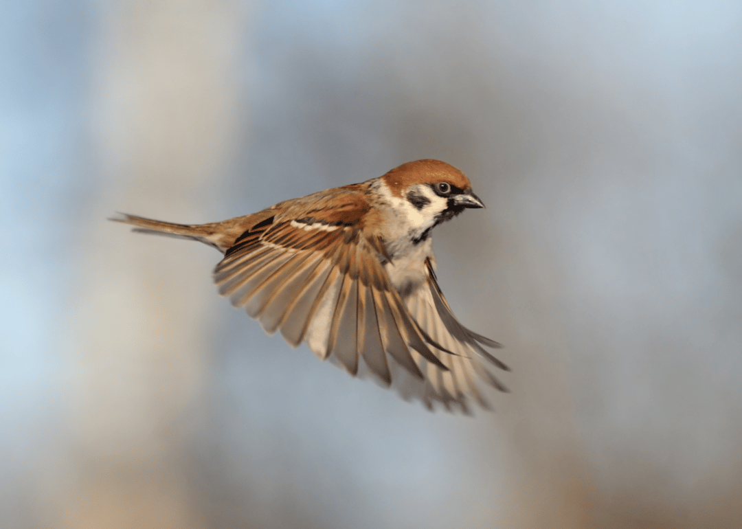 A flying sparrow with wings spread.