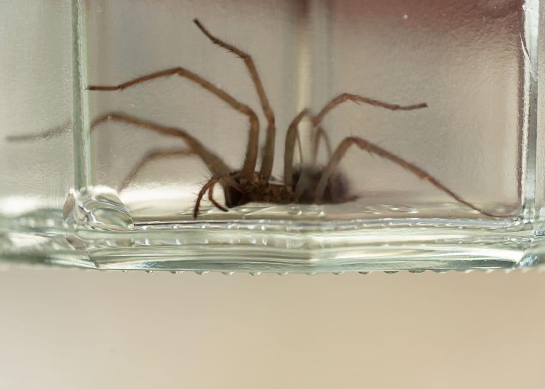A spider in a jar.