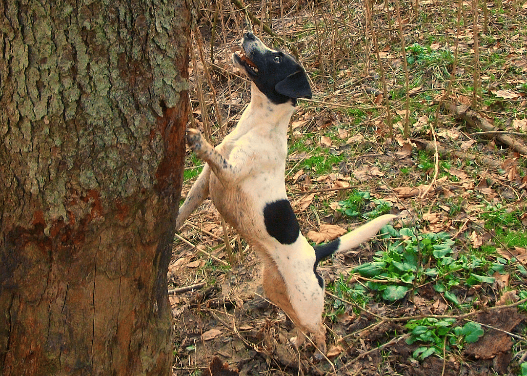 Bark up the wrong tree
