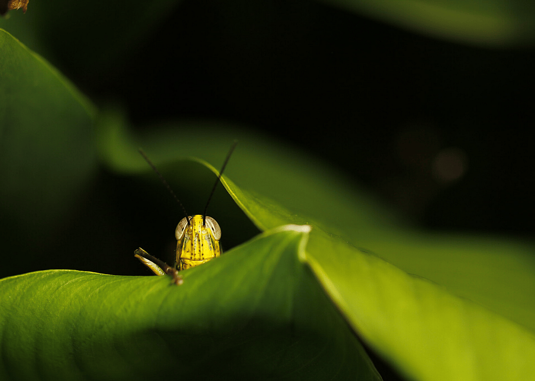 Cute as a bug's ear