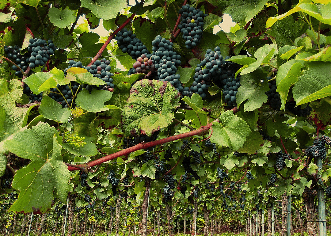 Heard it through the grapevine