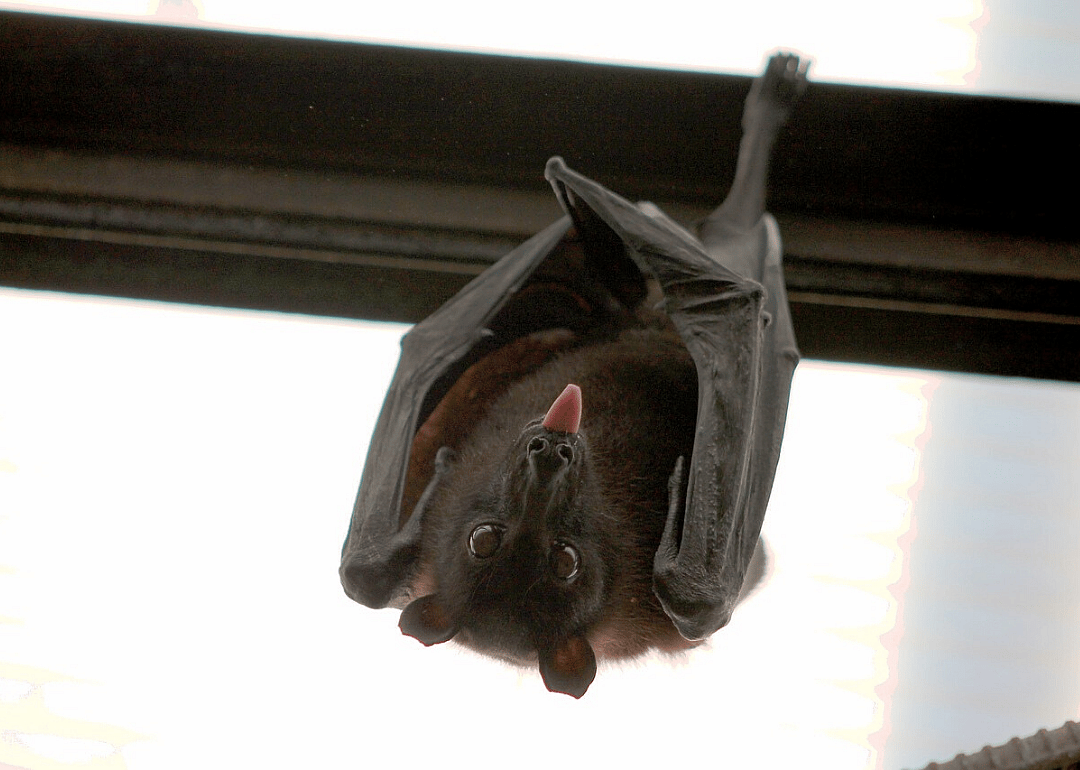 Bats in the belfry