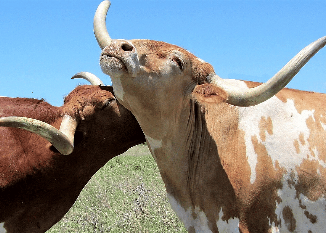 Grab the bull by its horns