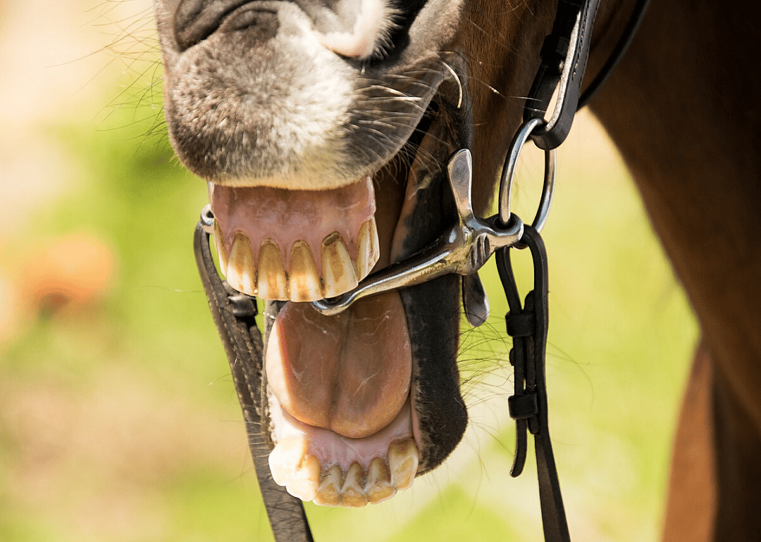 Long in the tooth