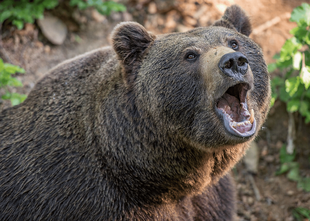 Loaded for bear