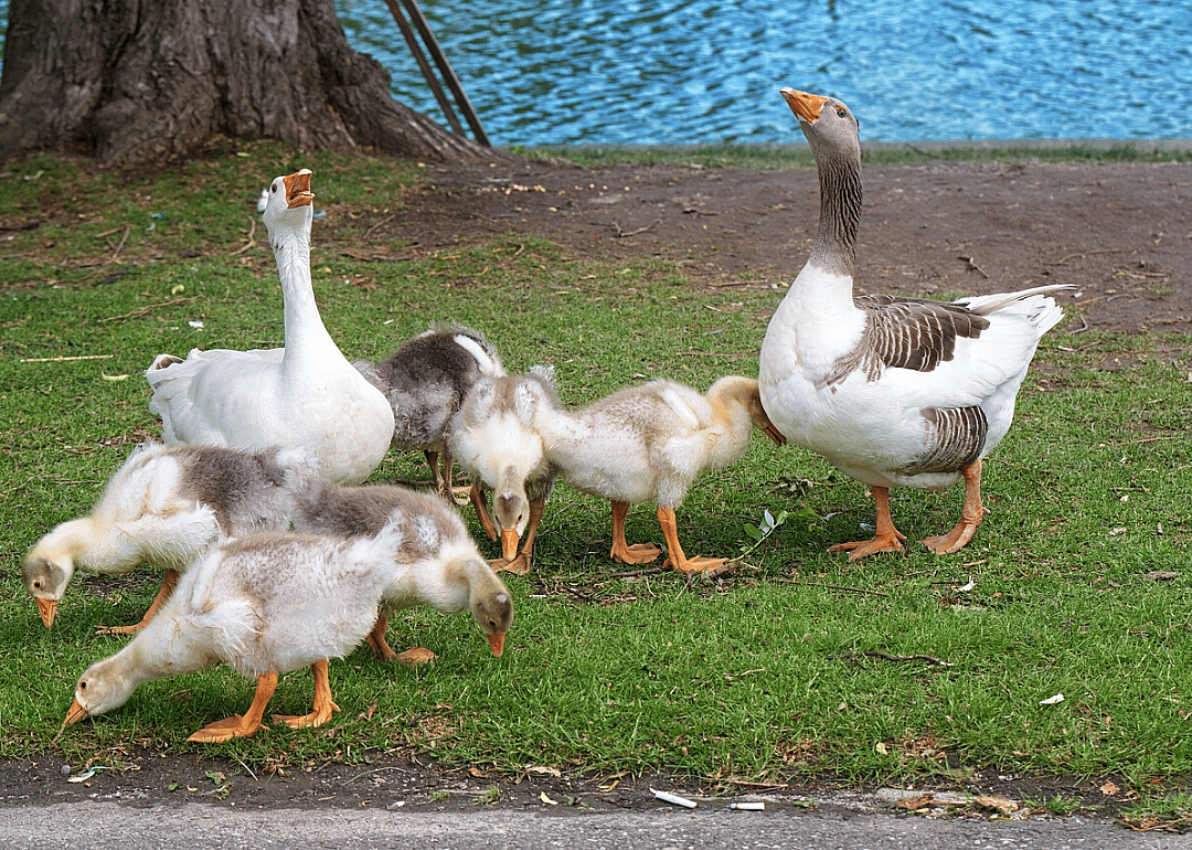 Fast as green grass through a goose