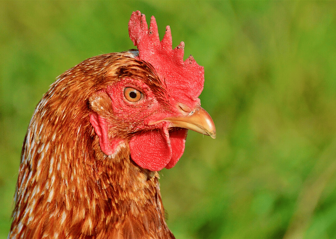 Madder than a wet hen