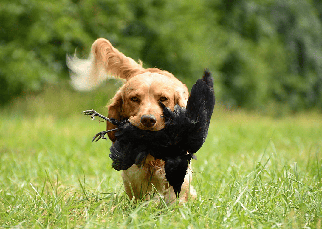 That dog won't hunt