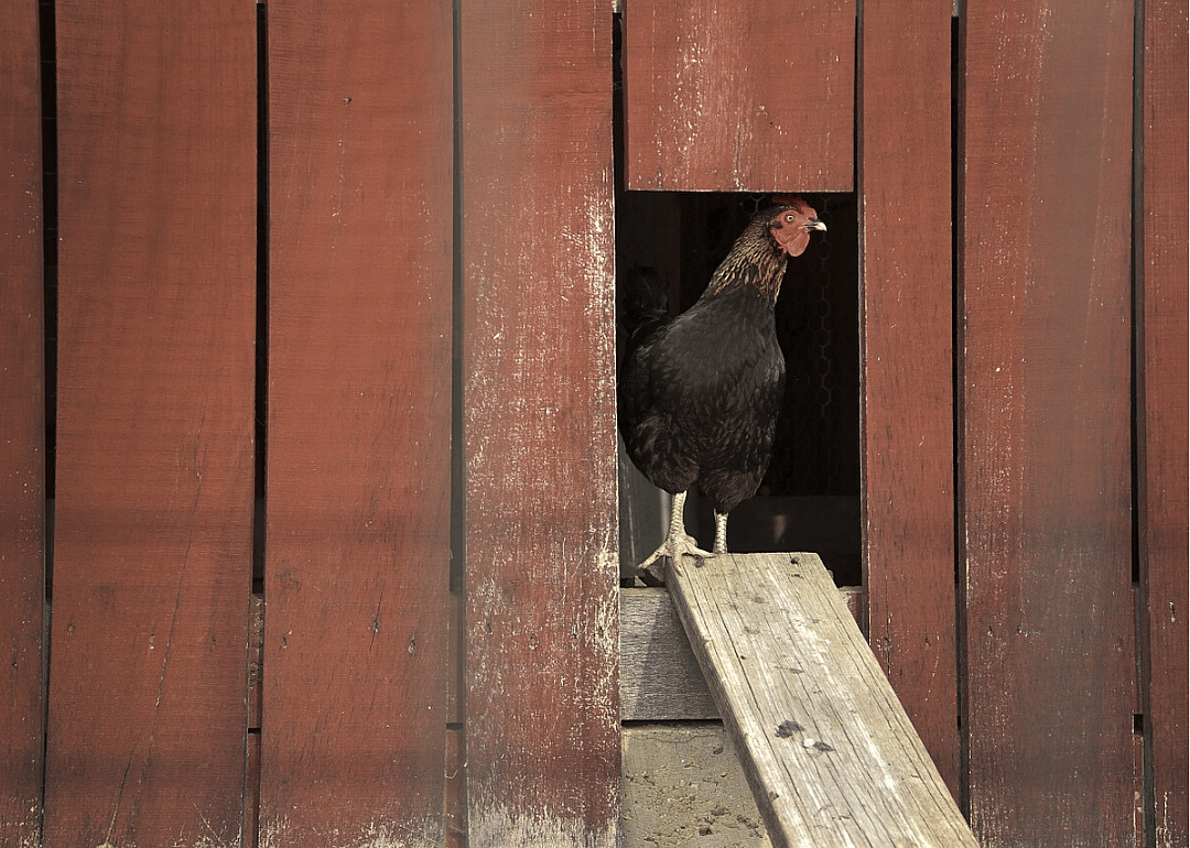 Flew the coop