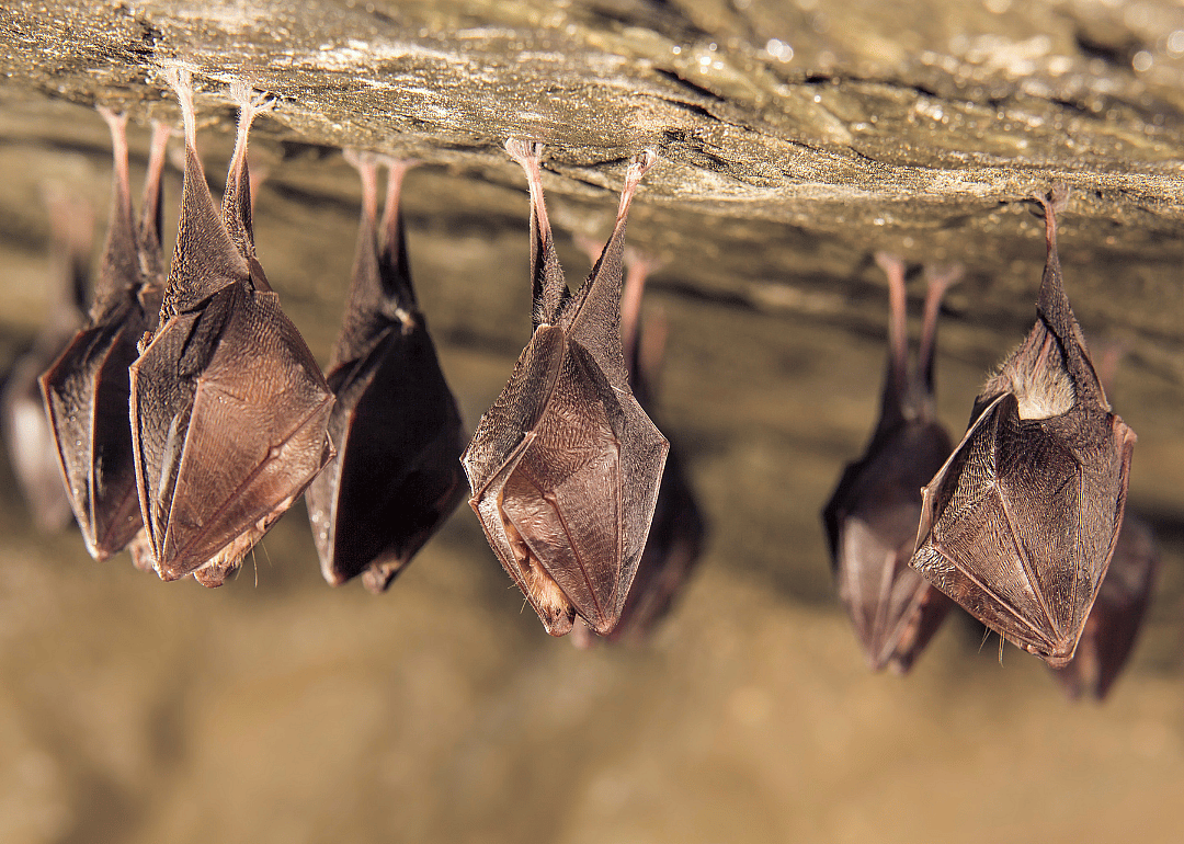 The coronavirus most likely originated in bats