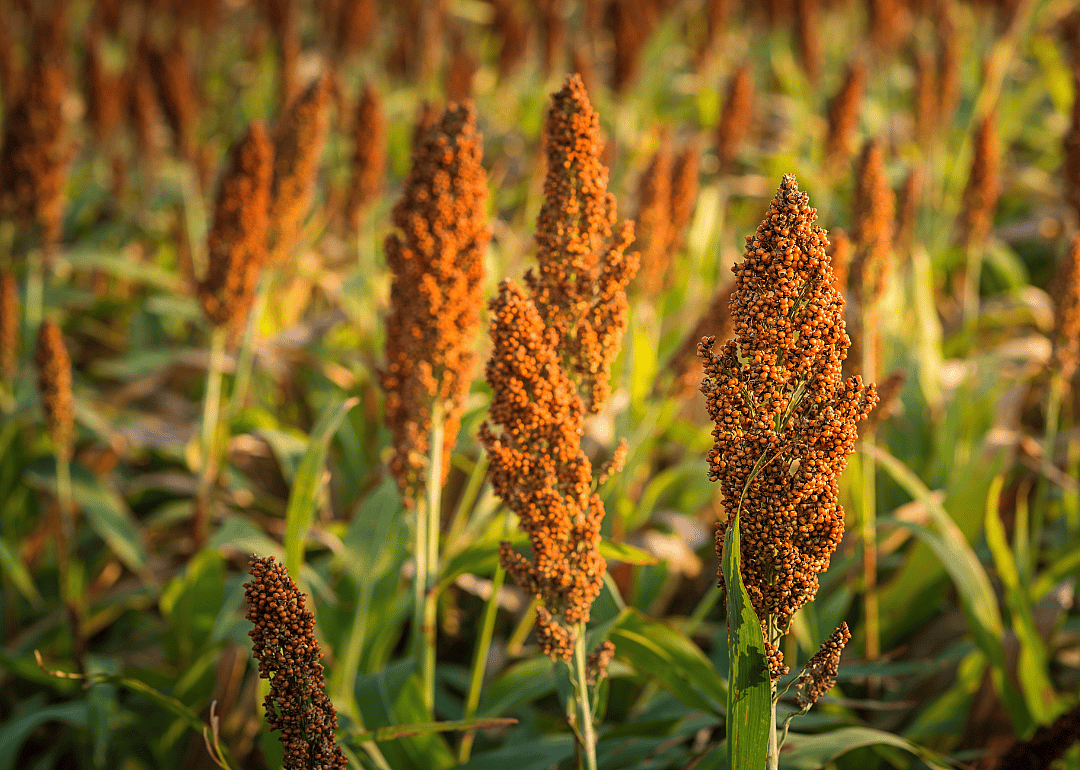 #9. Sorghum