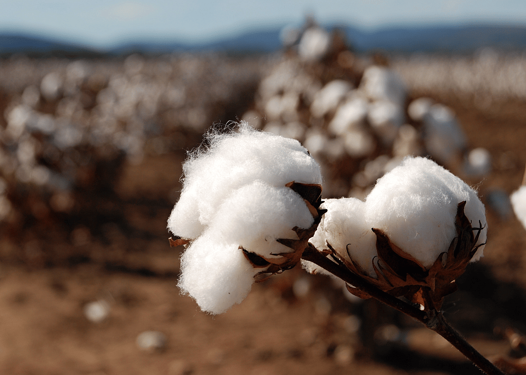 #8. Cotton