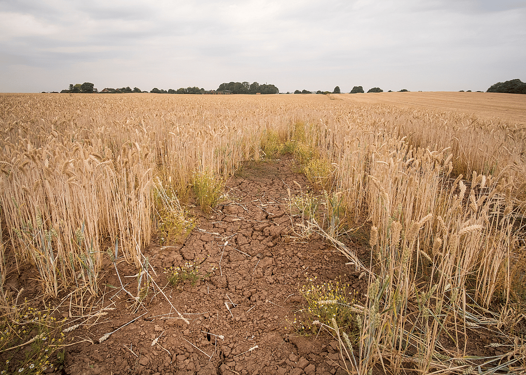 #2. Wheat