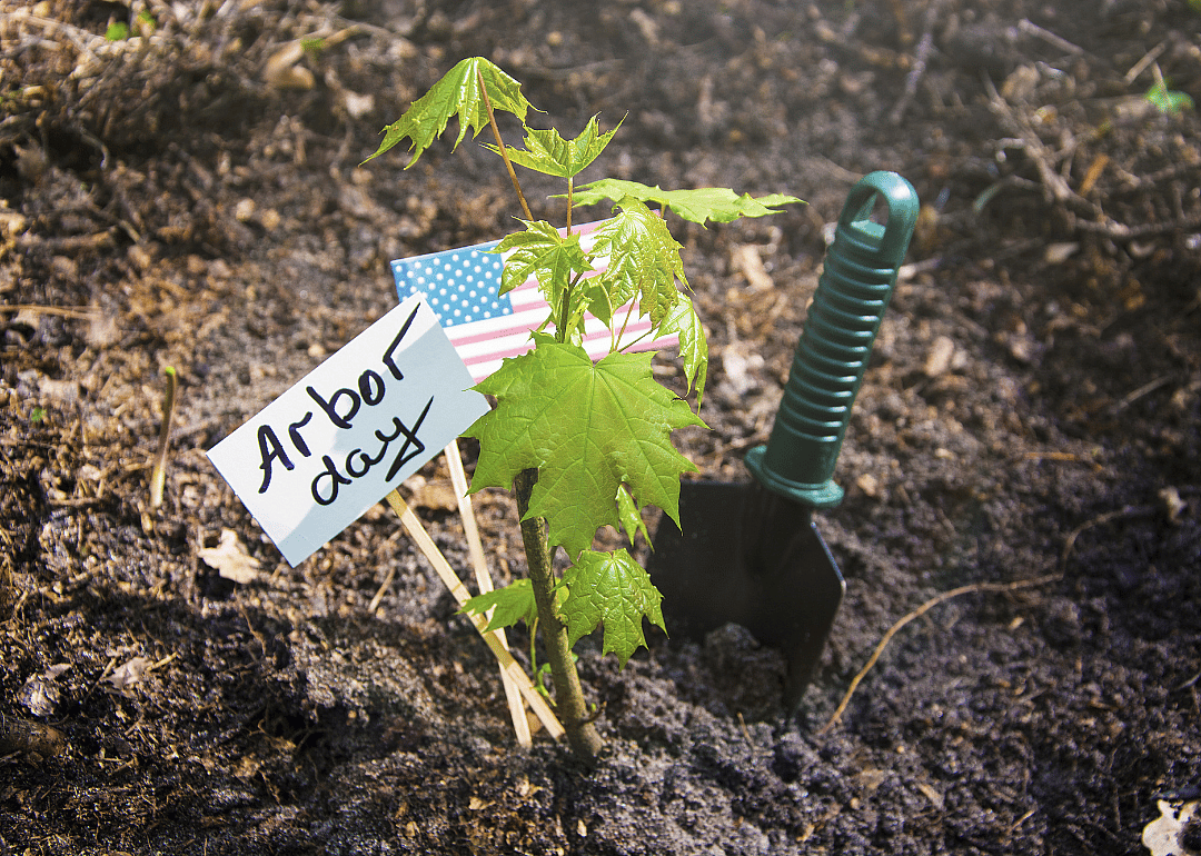 Answer #11: What is Arbor Day?
