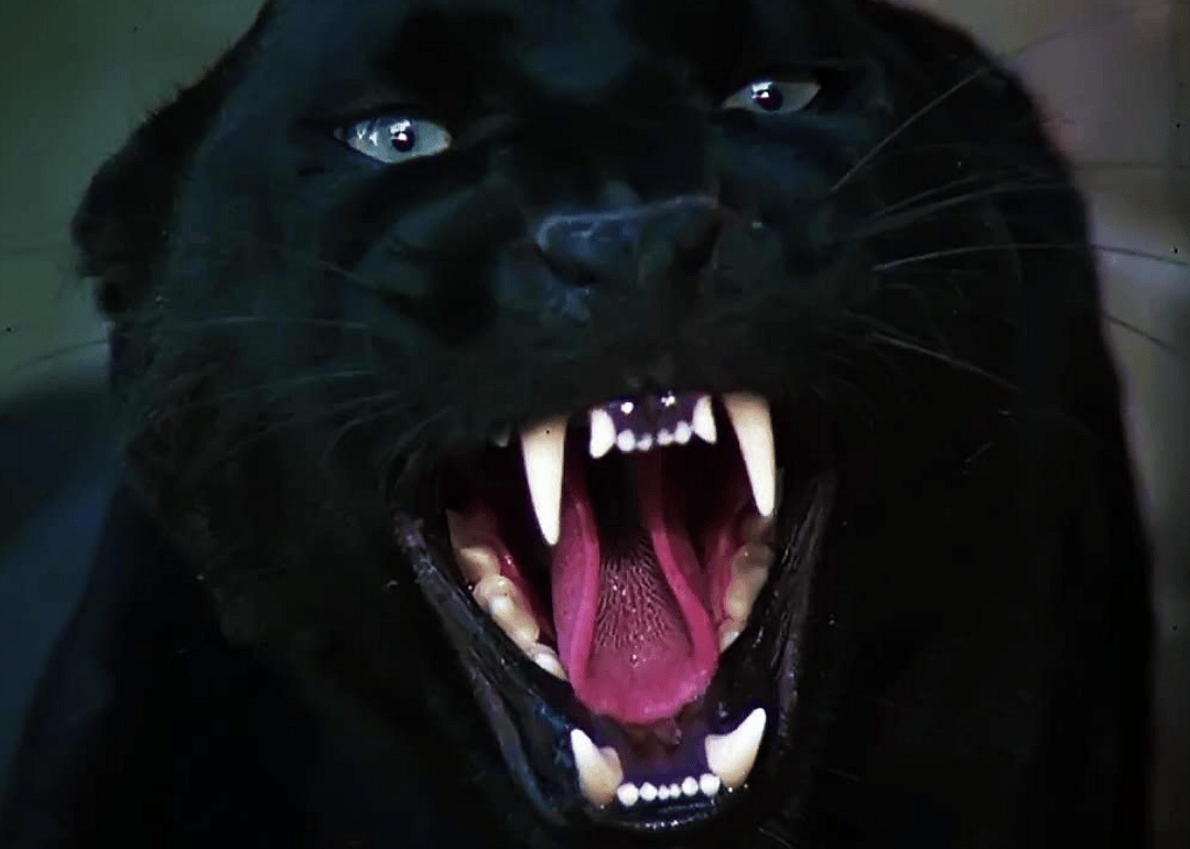 Answer #30: What is "Cat People?"