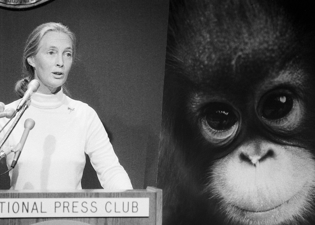 Jane Goodall