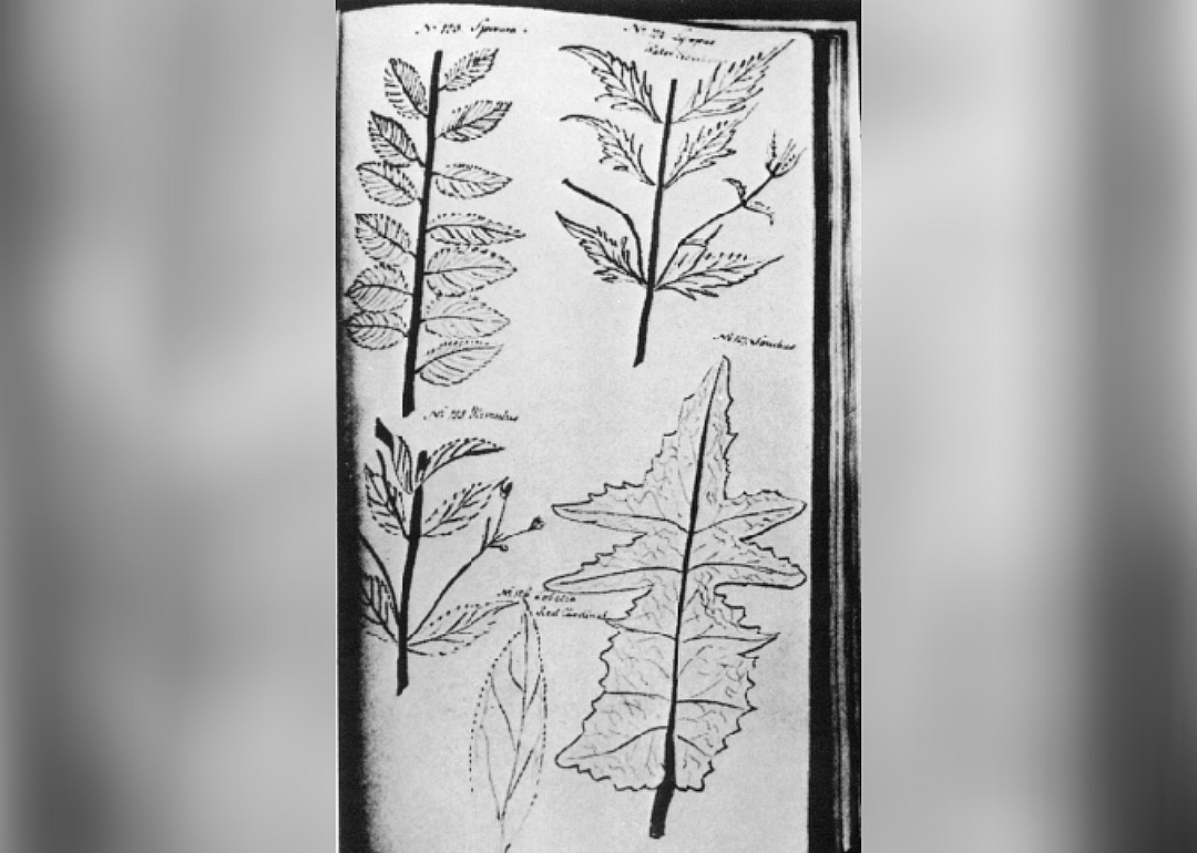 Jane Colden