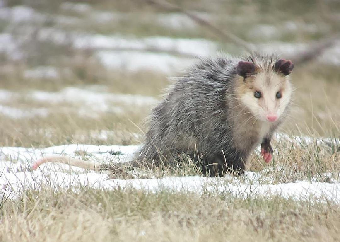 Opossums