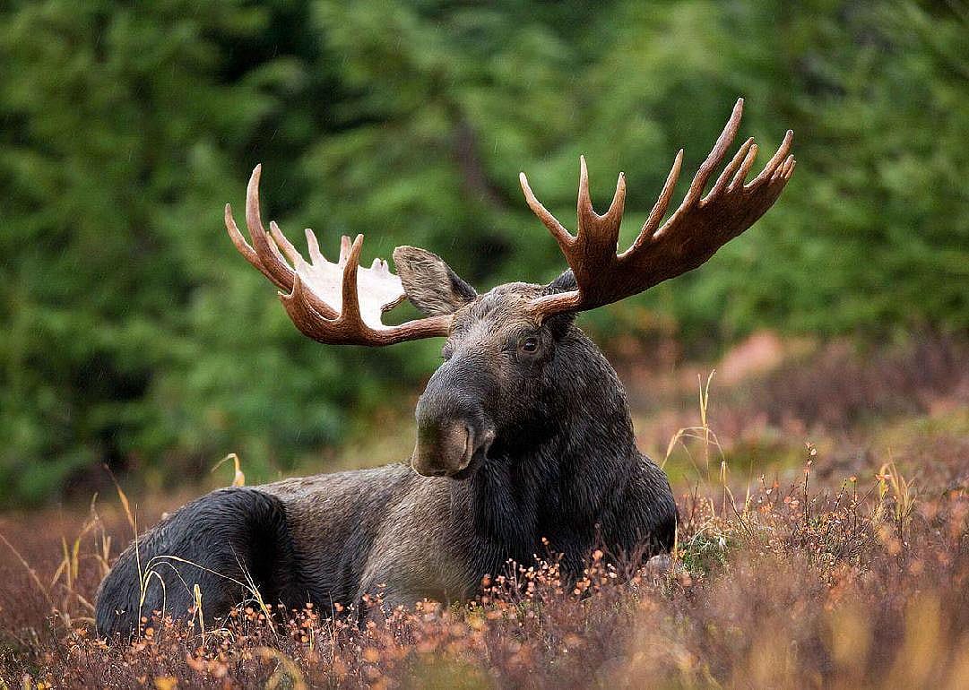 Moose