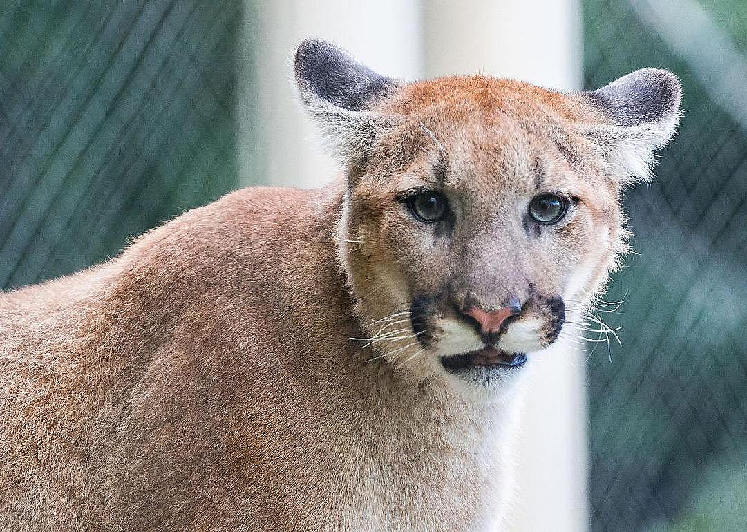 Cougars