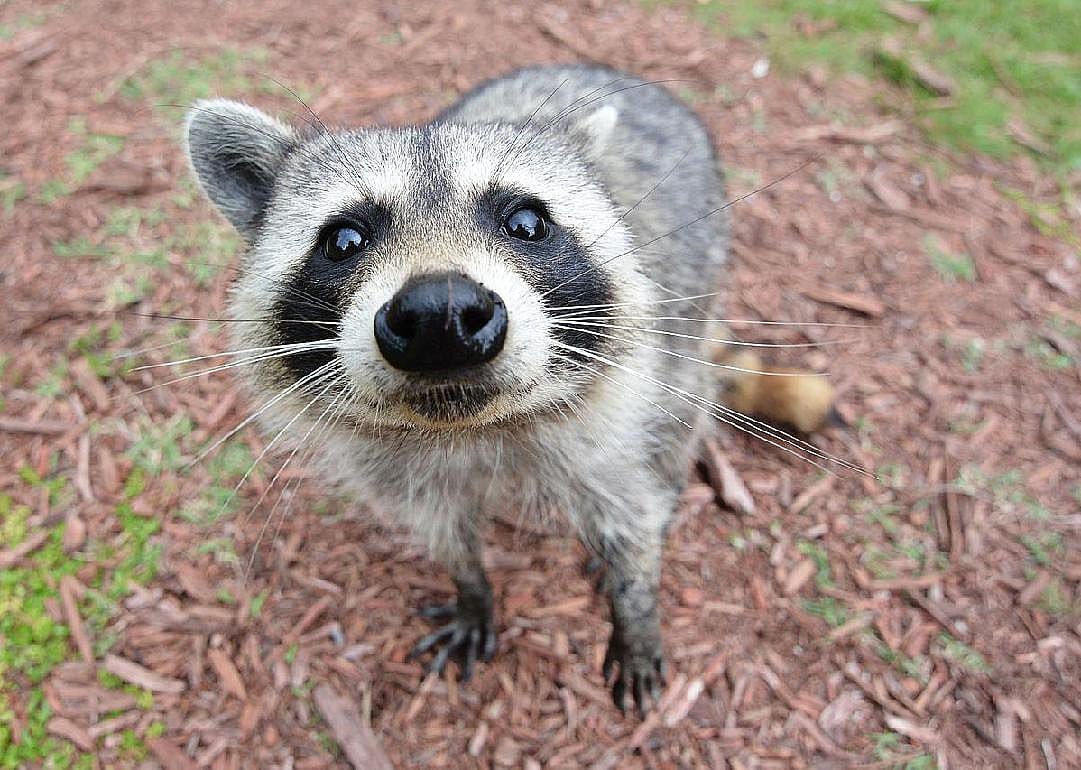 Raccoons