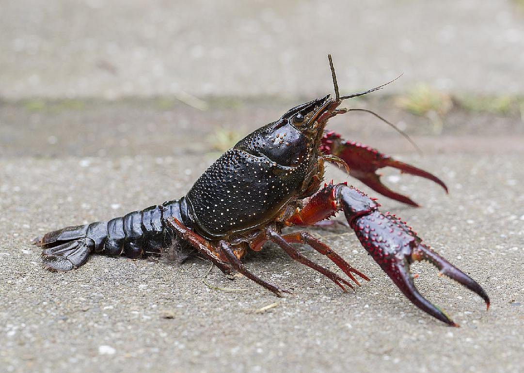 Malibu, CA: Crayfish Removal Open House
