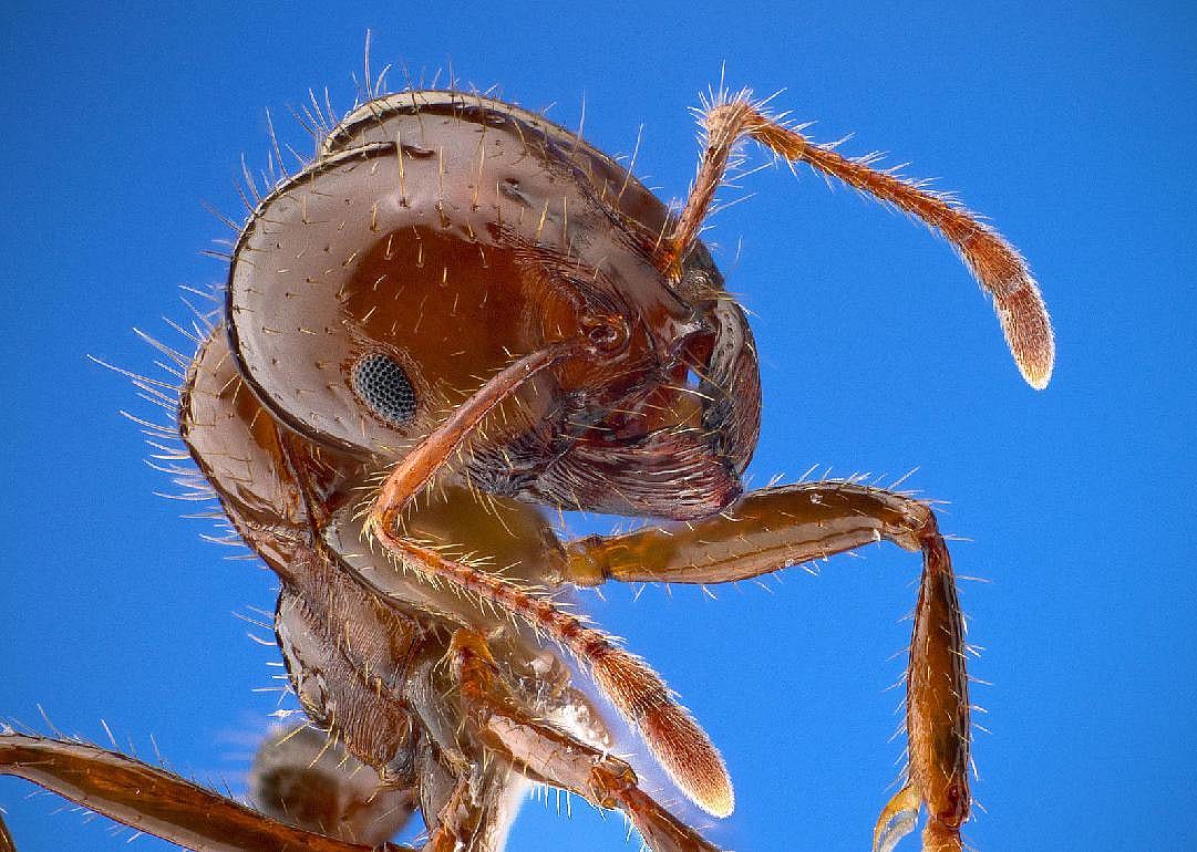 North Carolina: Red fire ant quarantine zone