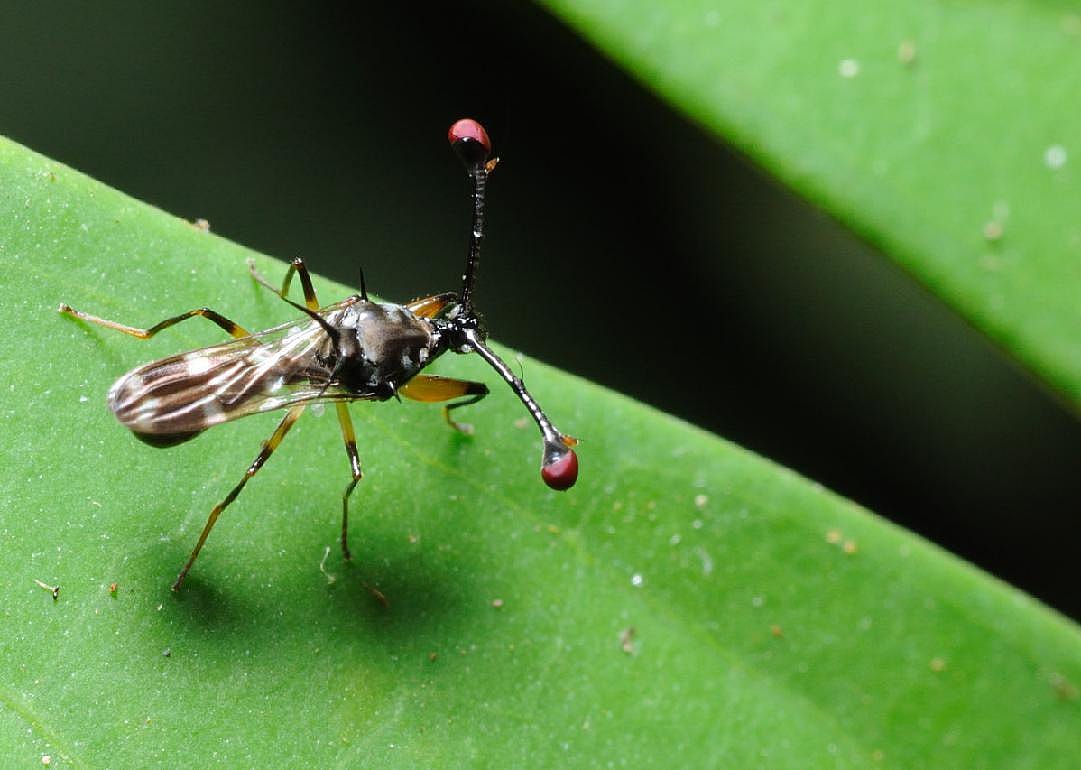 Stalk-eyed fly