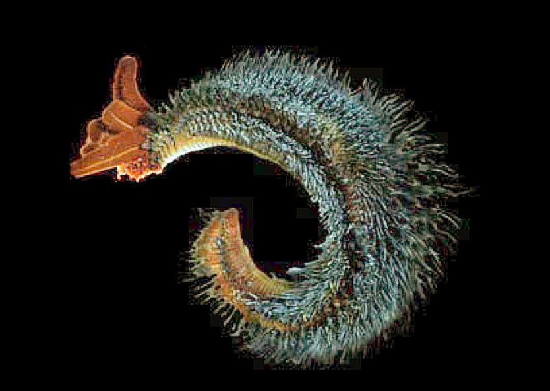 Pompeii worms