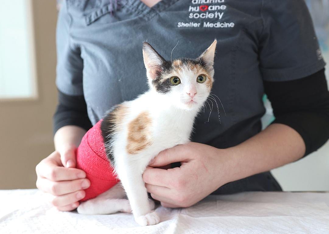 Georgia: Atlanta Humane Society