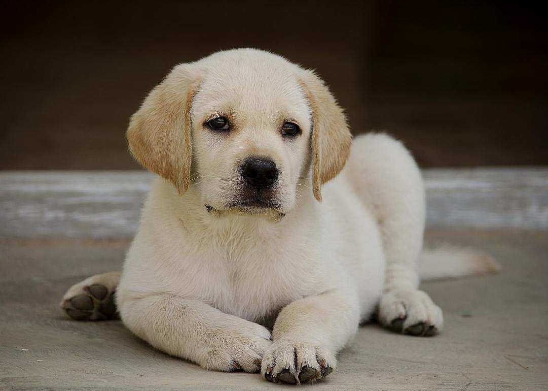 Health impact on dogs' DNA