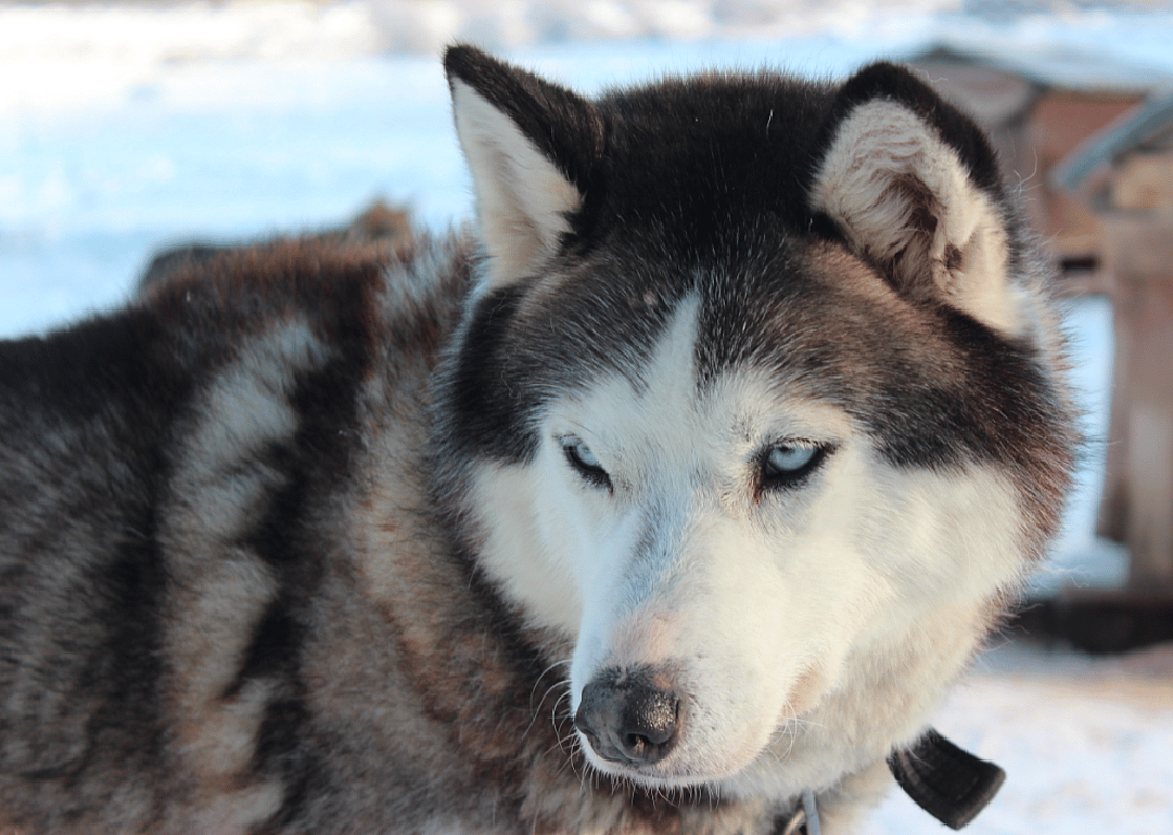 #15. Siberian husky