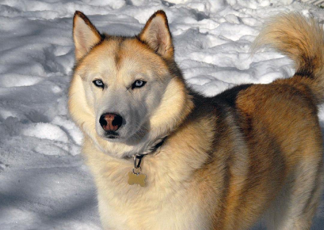 Tough and trustworthy working dogs