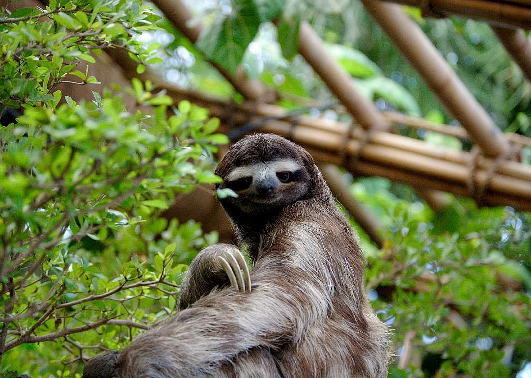 Pygmy sloths