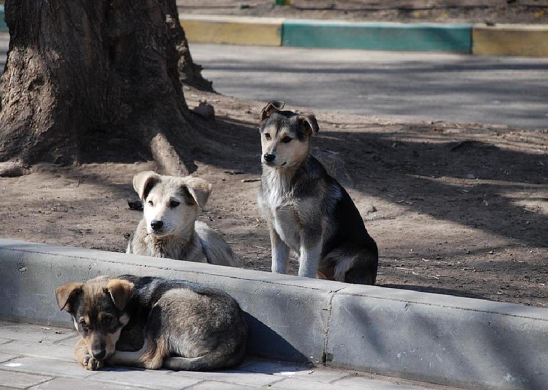 Stray or feral dogs