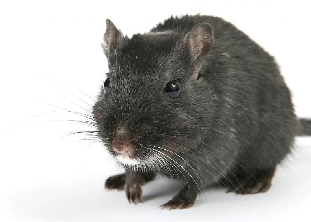 St. Paul, AK: Rat snap traps