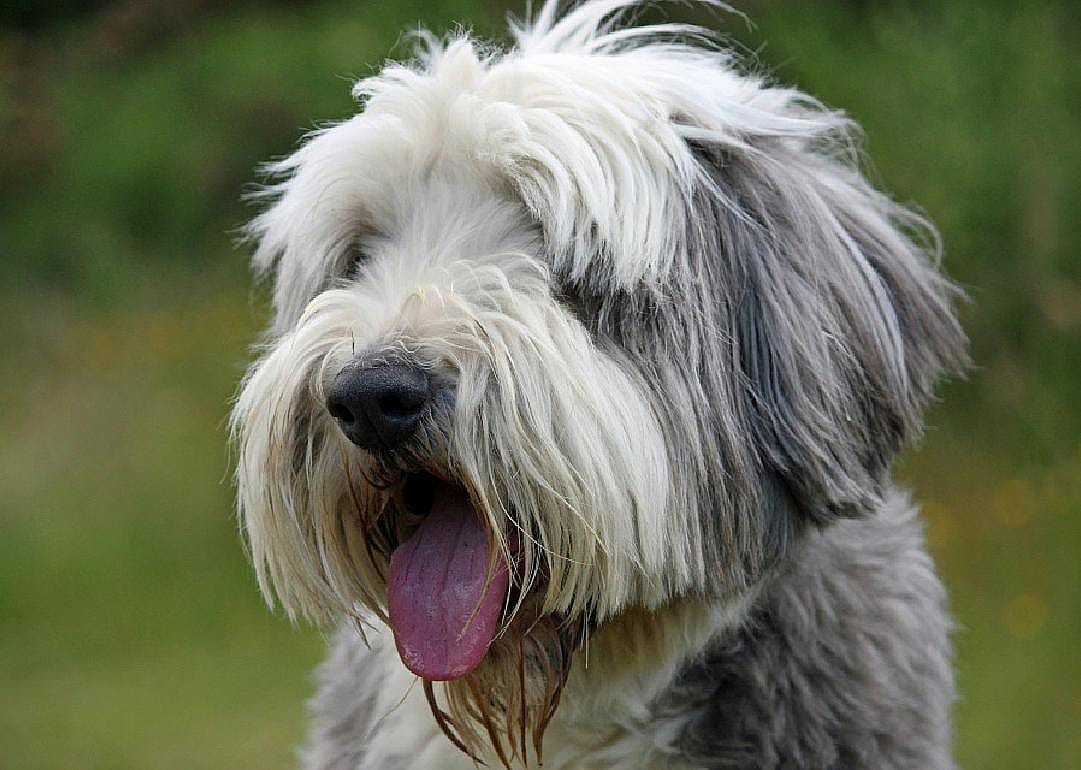 Answer: Dog breed #2