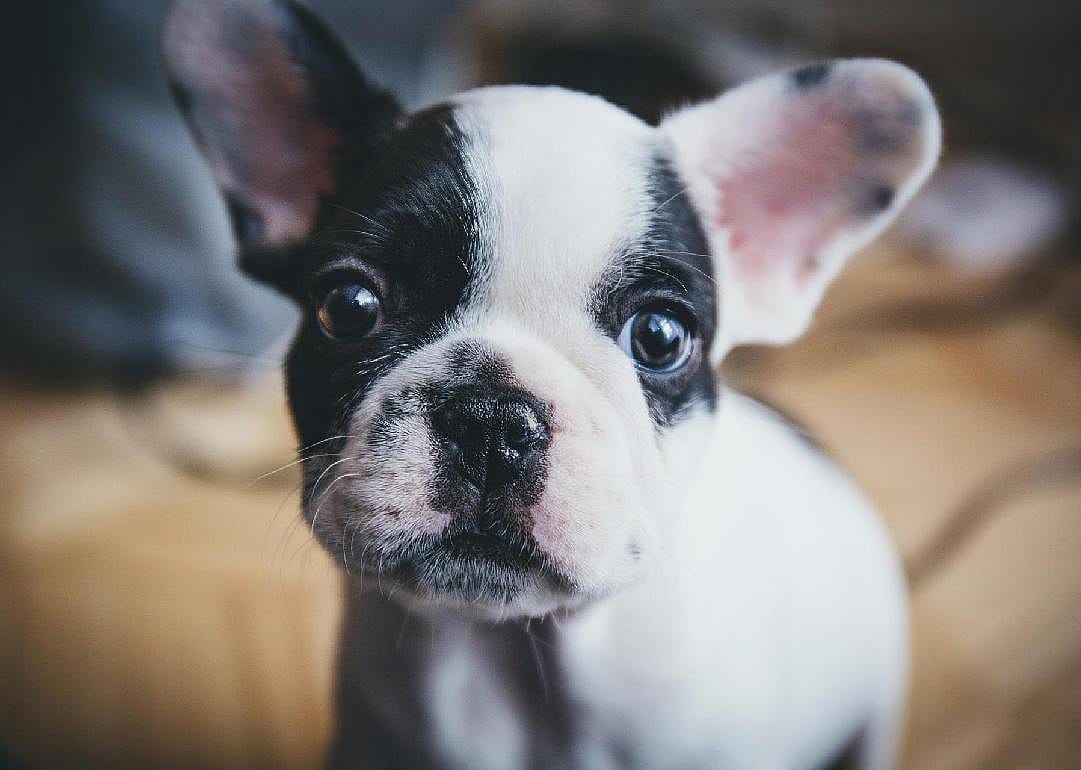 #4. French bulldog