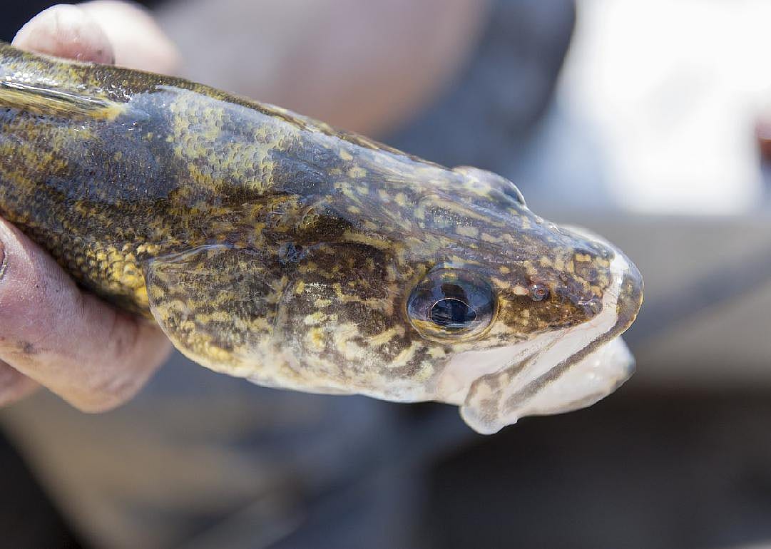 Colorado Parks and Wildlife: $20 per northern pike