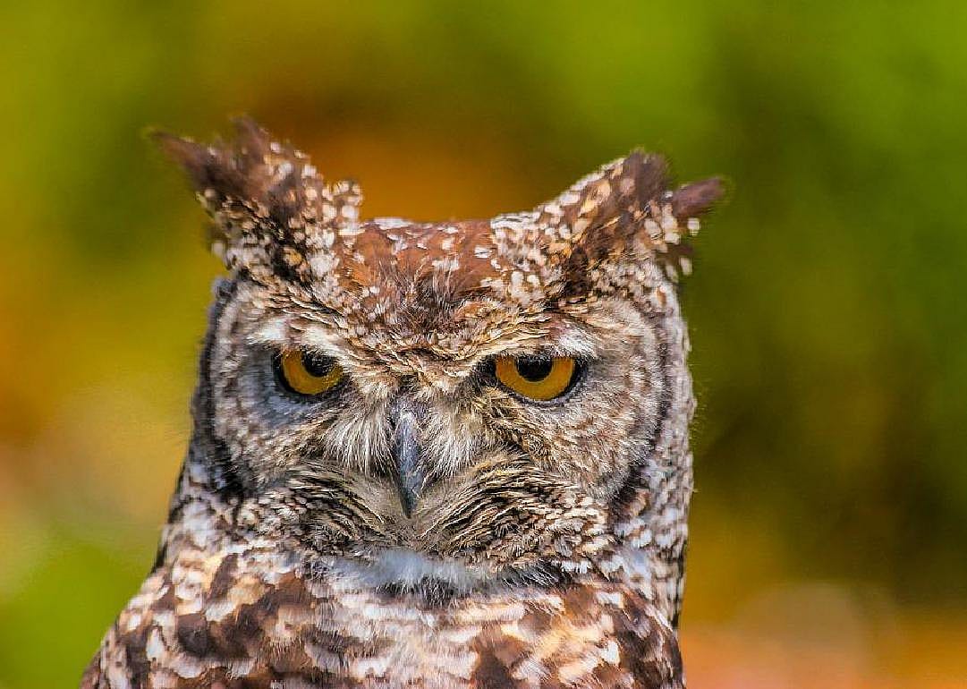 Owls
