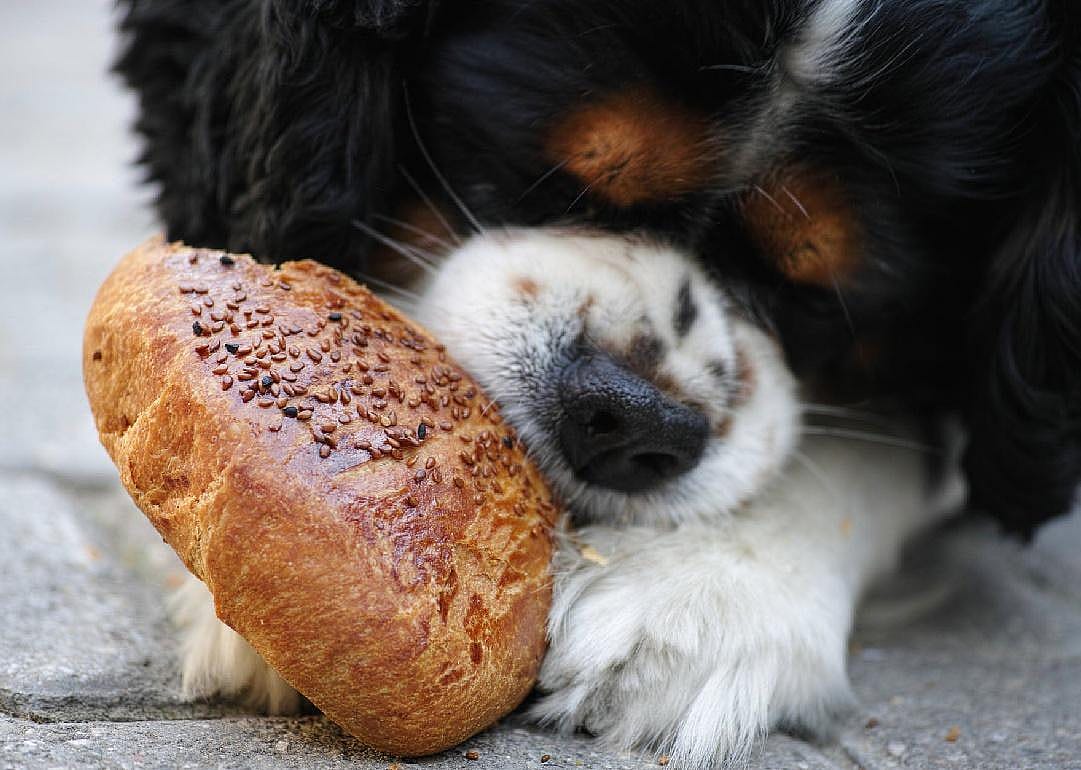 Yes: Bread