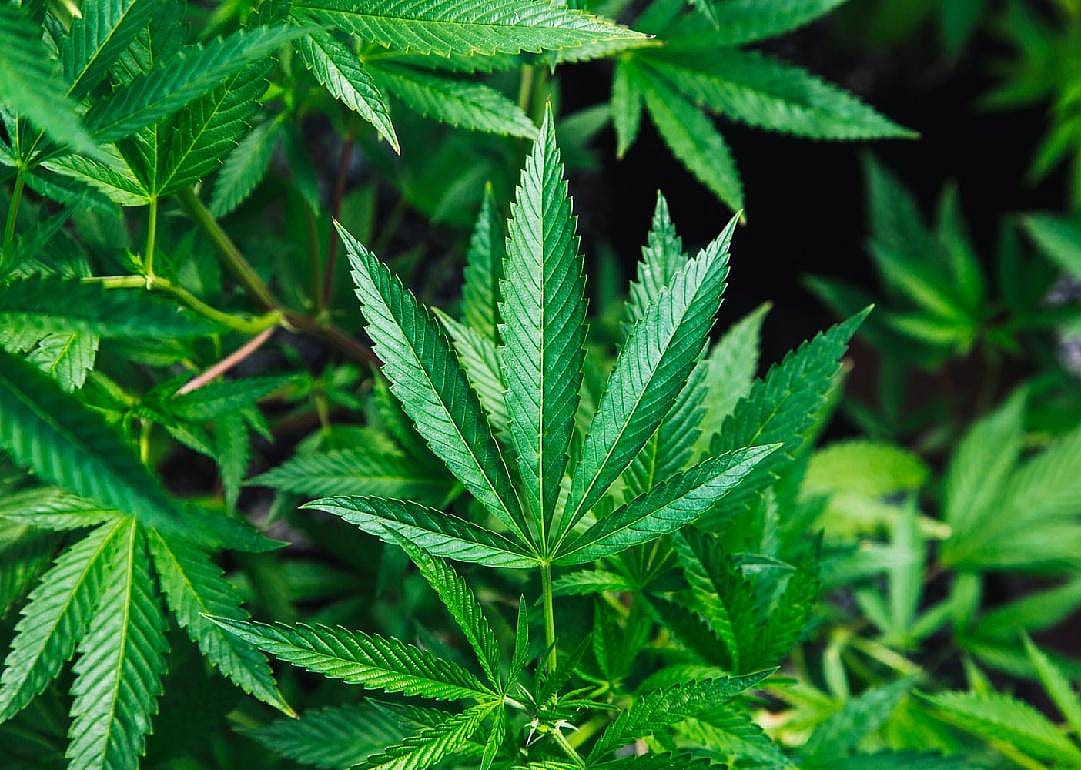 No: Marijuana