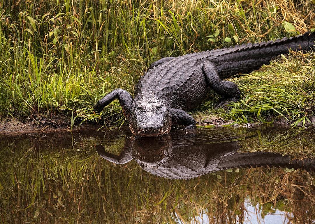 Crocodiles and alligators