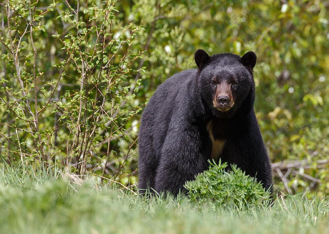 Bears