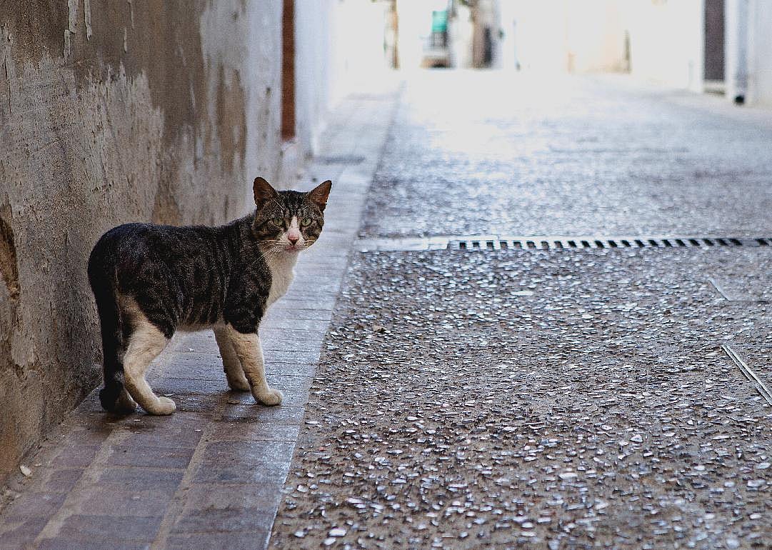 Feral cats