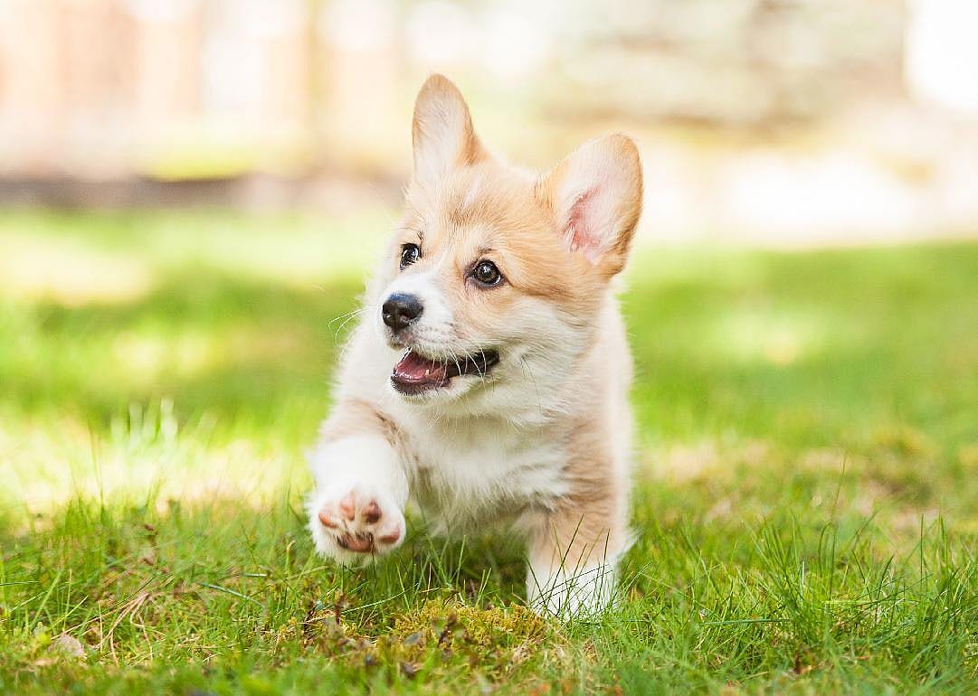 #50. @burrito_the_corgi