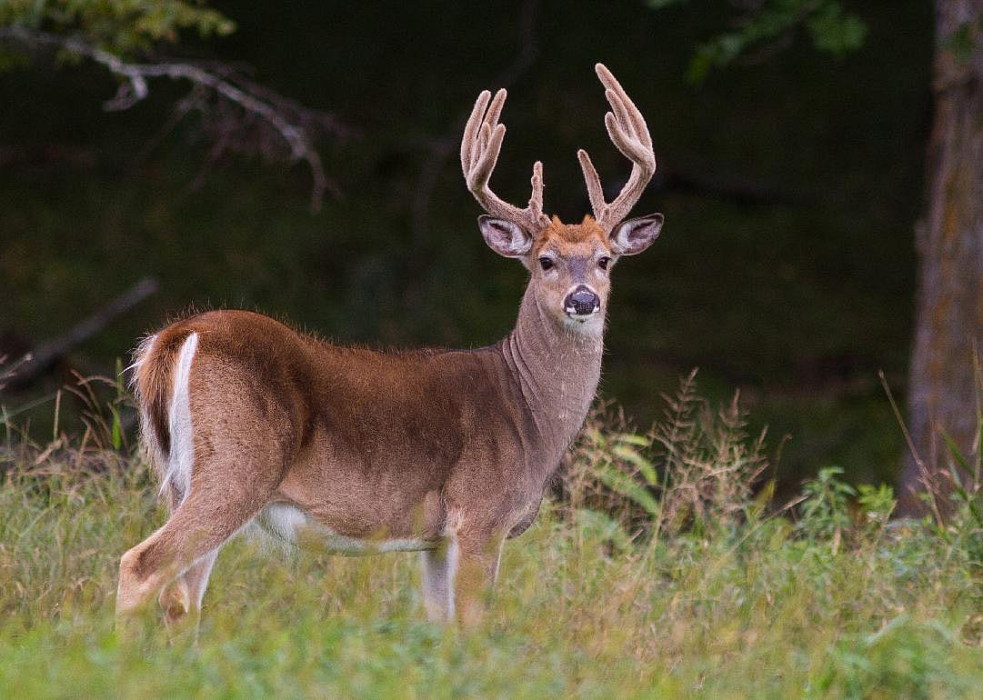 Deer
