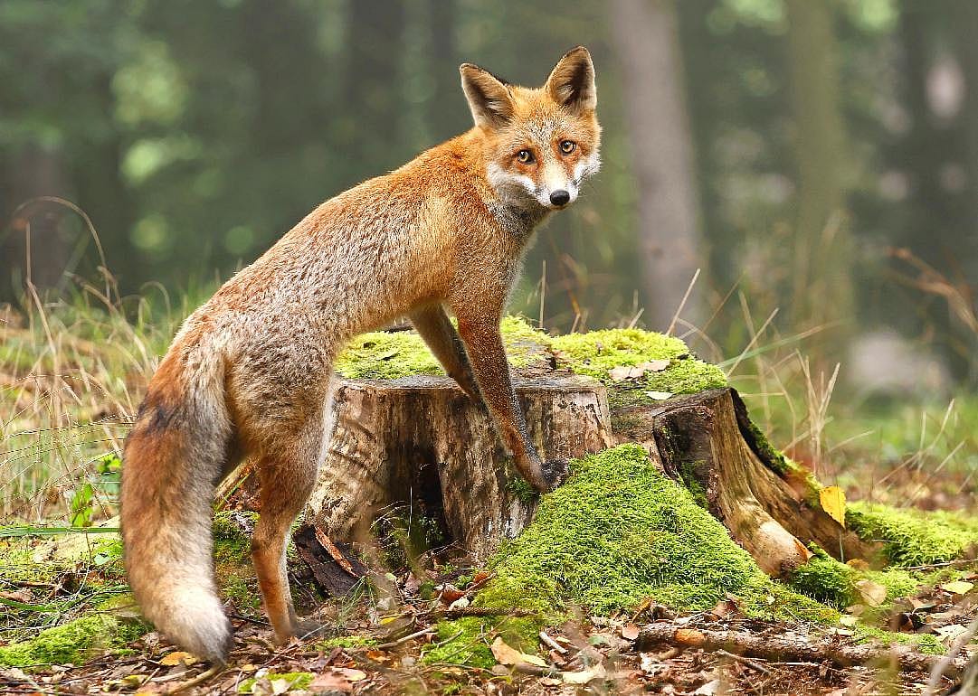 Fox