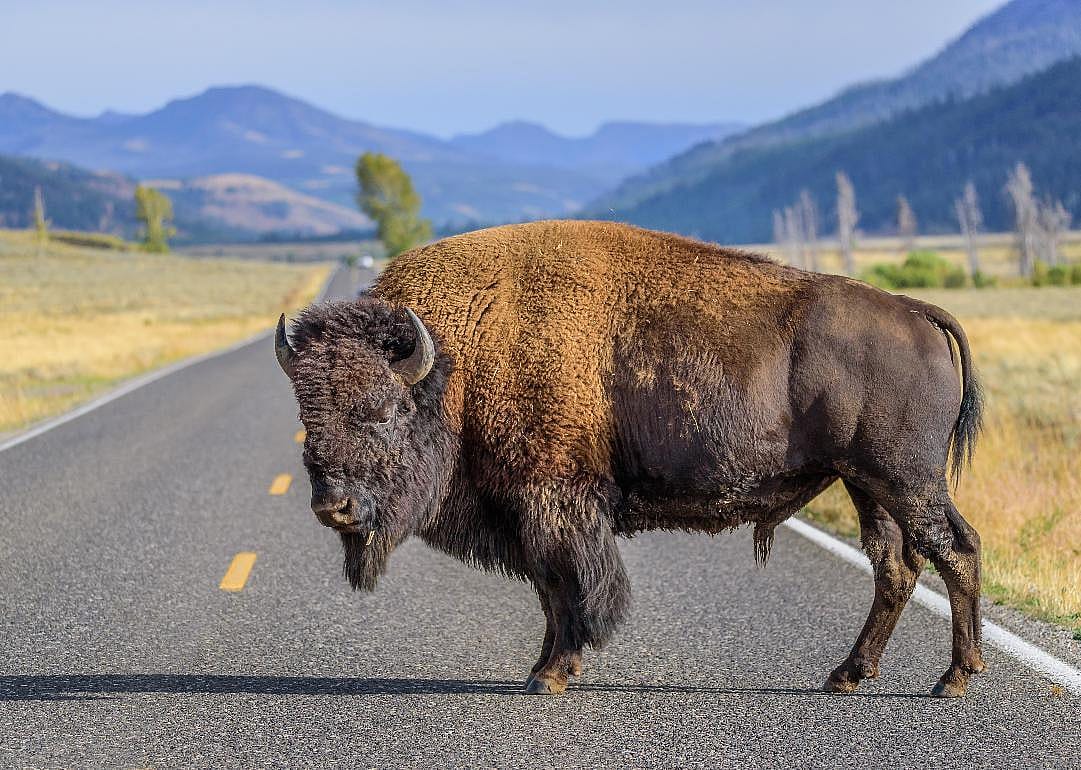 Bison