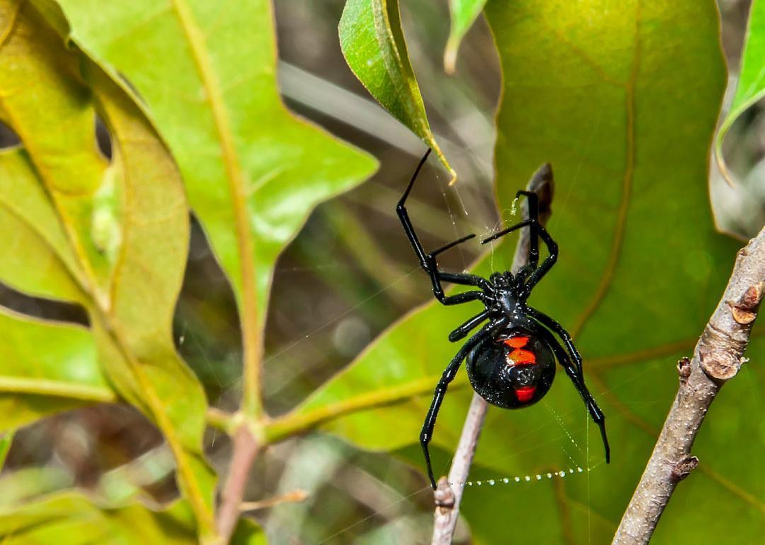 Black widow spiders